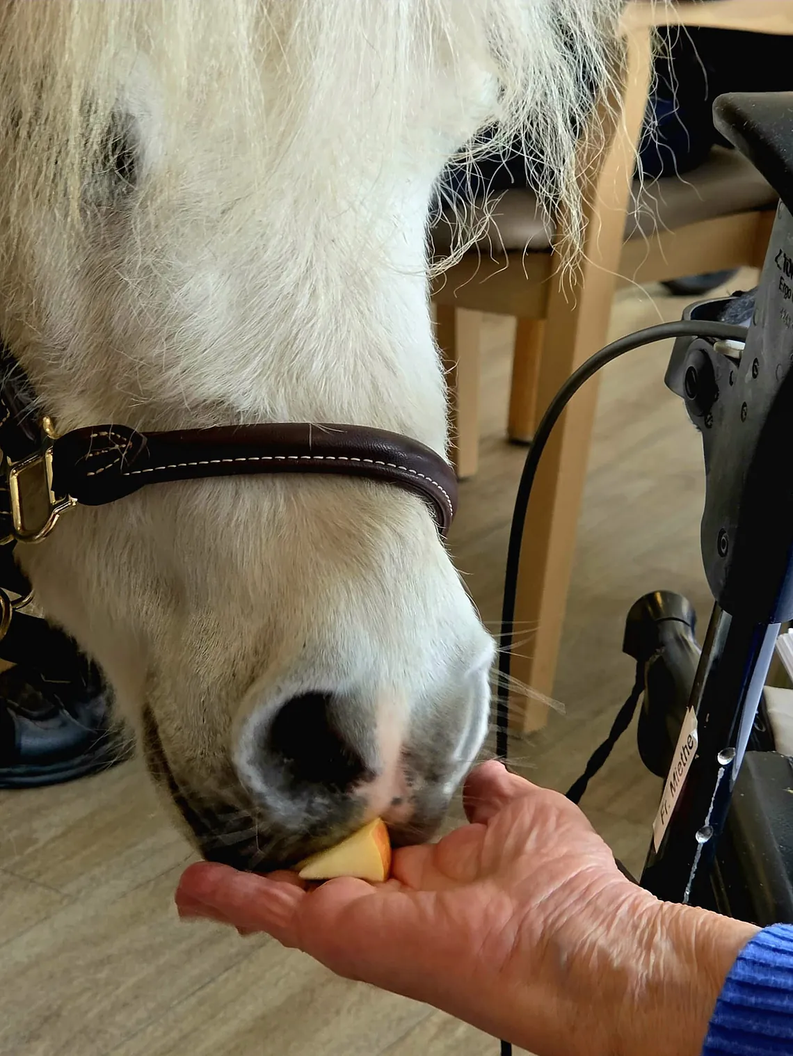Da steht ein Pferd auf dem Flur….